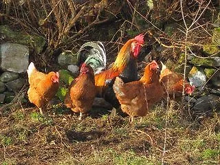 Nocleg ze śniadaniem The Ocean Wave